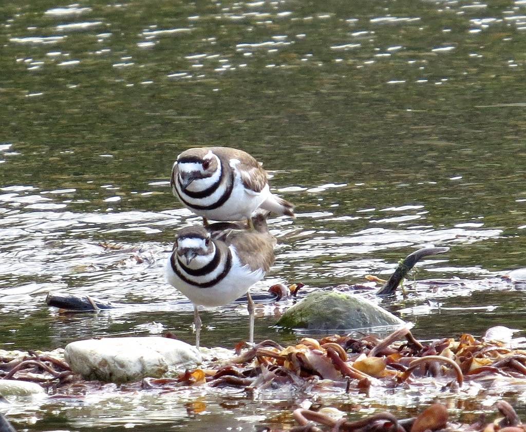 Killdeer pair 4/5/2013 by Kaaren Perry is licensed under CC BY 2.0.